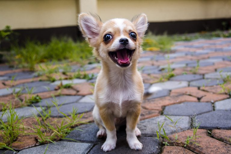 silly dog