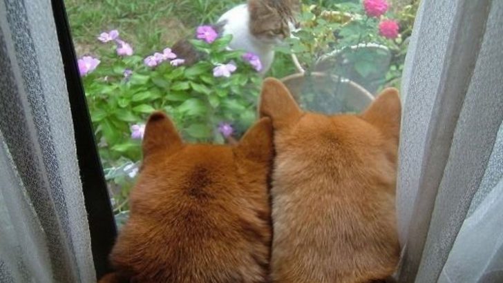 These 7 Purr-ty Dogs Look Just Like Cats