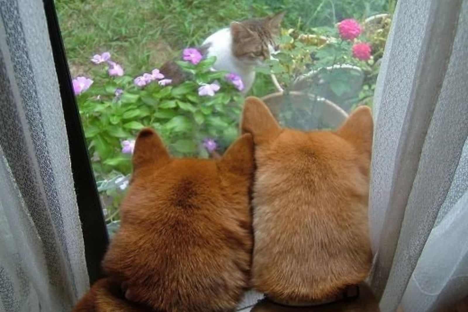 two dogs looking at a cat