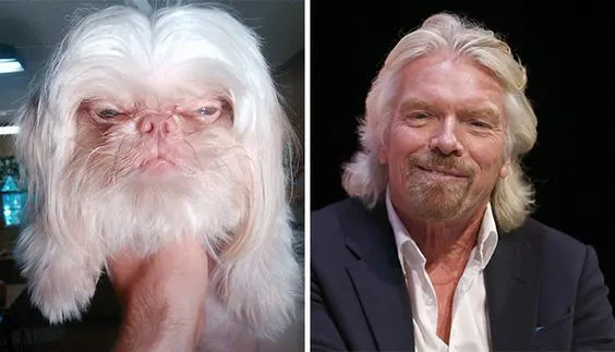 This Dog Looks Exactly Like Richard Branson