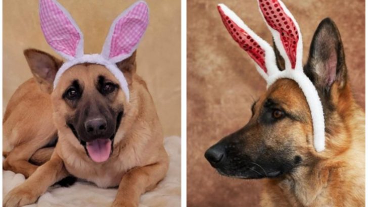 This Is How Cute German Shepherds Celebrate Easter