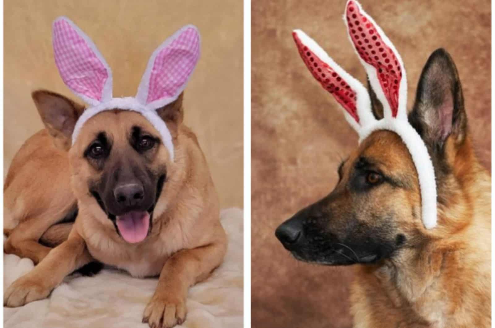 two cute german shepherds celebrating easter