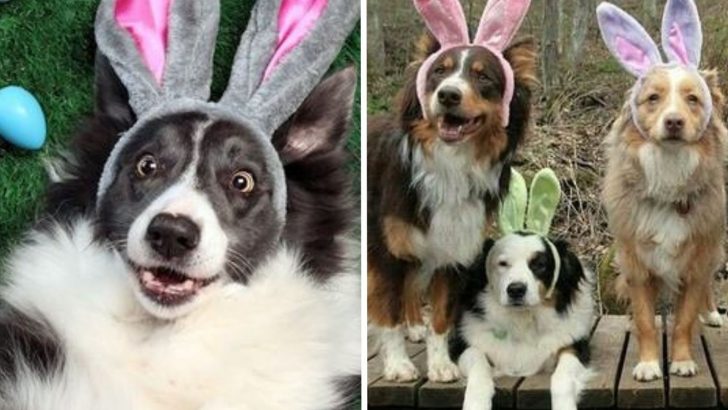 Throw An Easter Hunt For Your Dog And Turn Sunday Into Funday