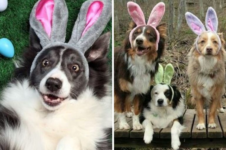 dogs as easter bunnies