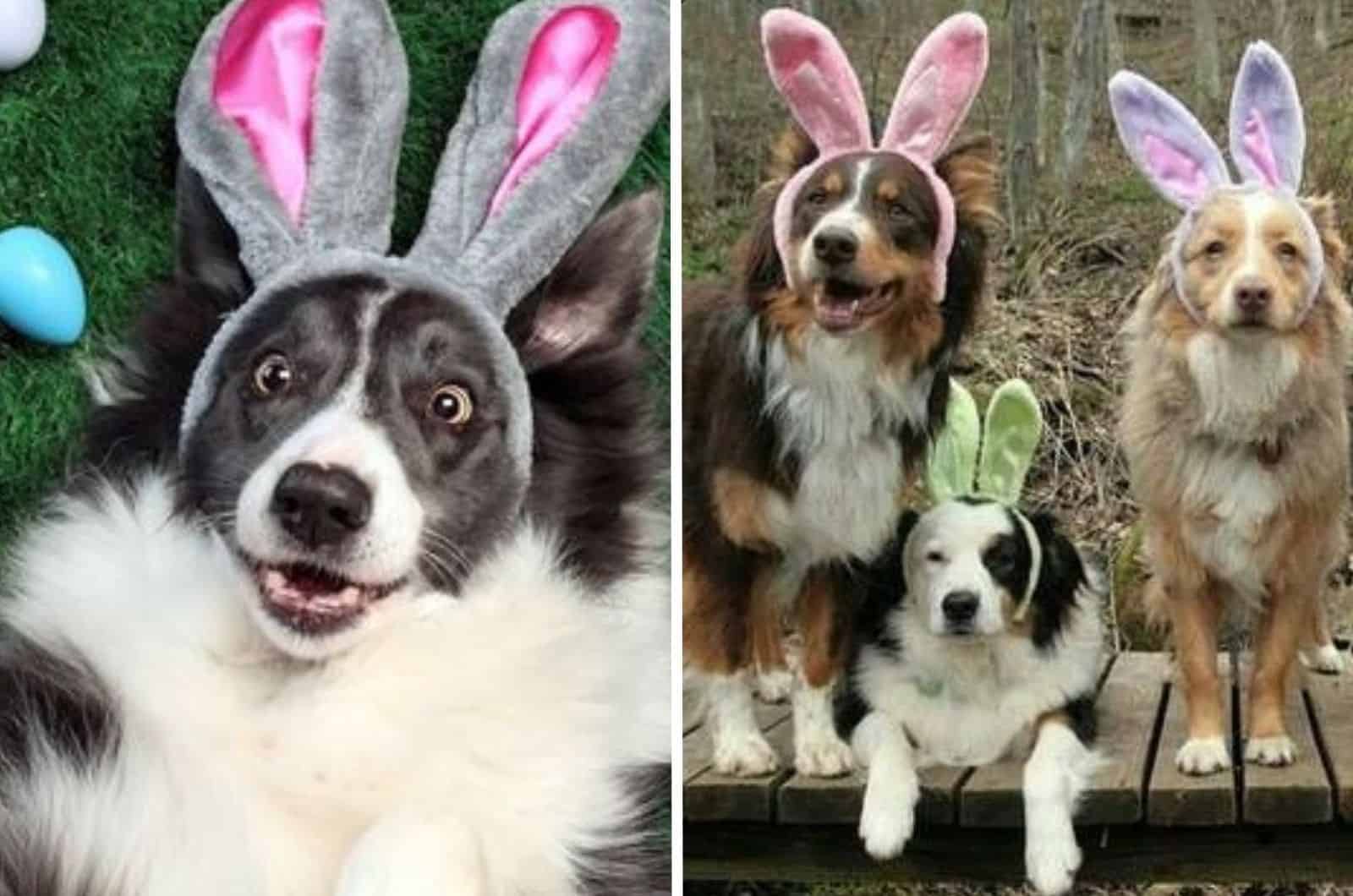 Throw An Easter Hunt For Your Dog And Turn Sunday Into Funday