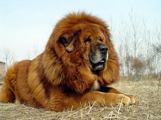 Tibetan Mastiff is lying on the grass