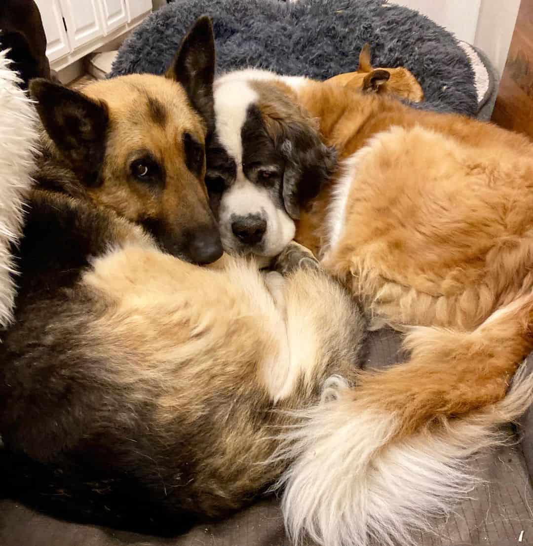 Tony cuddling with his girlfriend Lillie