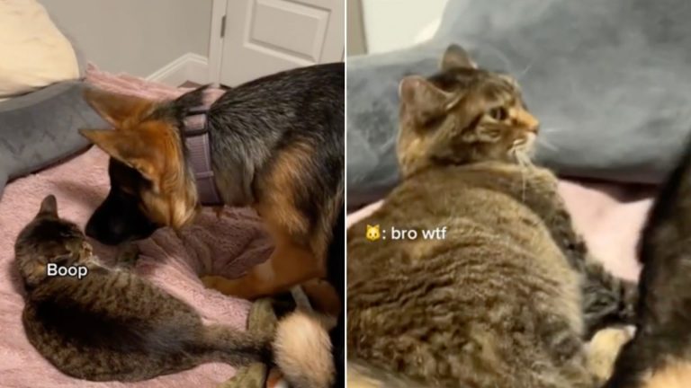 german shepherd dog and cat on the bed