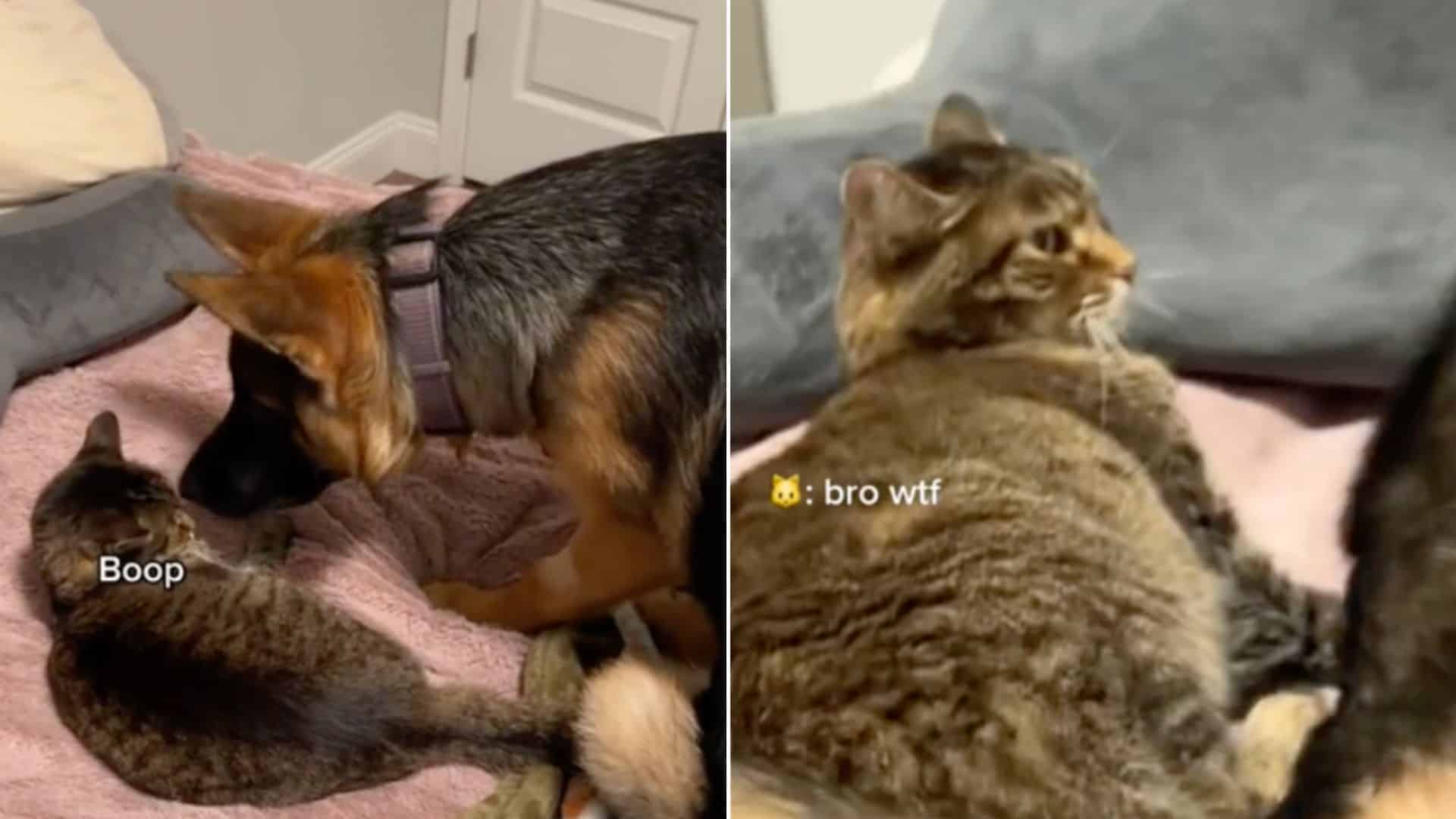 Watch This Hilarious German Shepherd Trying To Make Friends With A Grumpy Cat