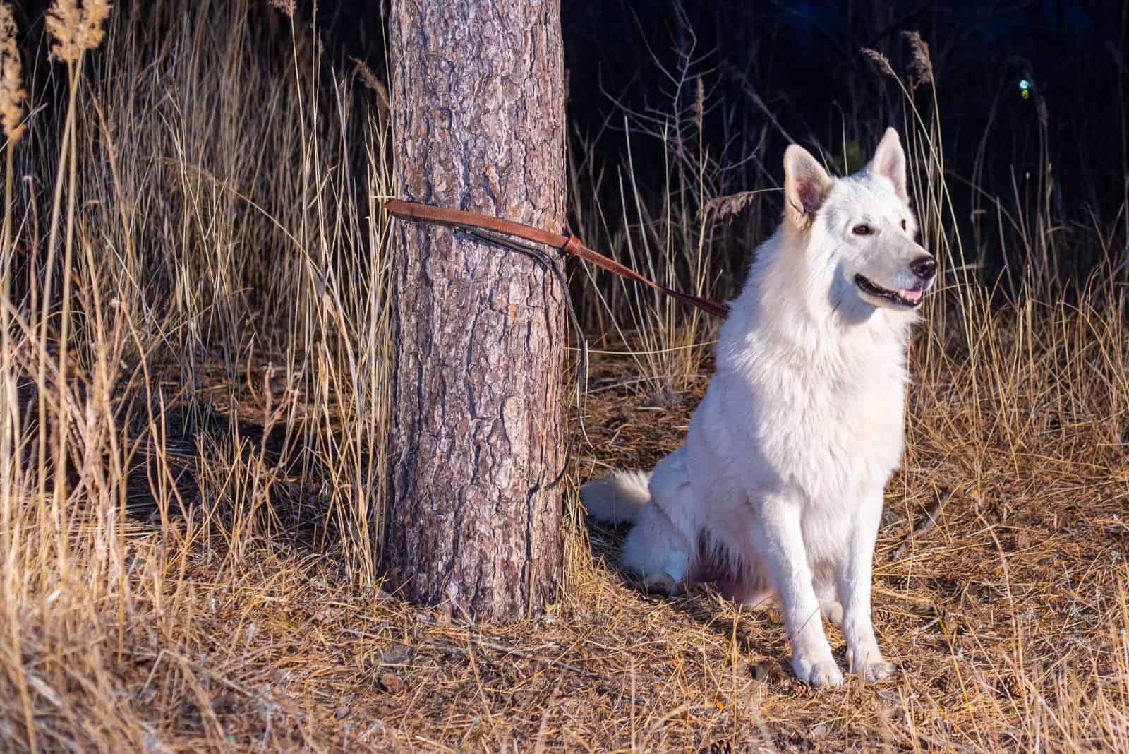 a tied dog sits by a tree