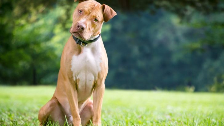 These Are The Things Dogs Can See That Humans Can’t