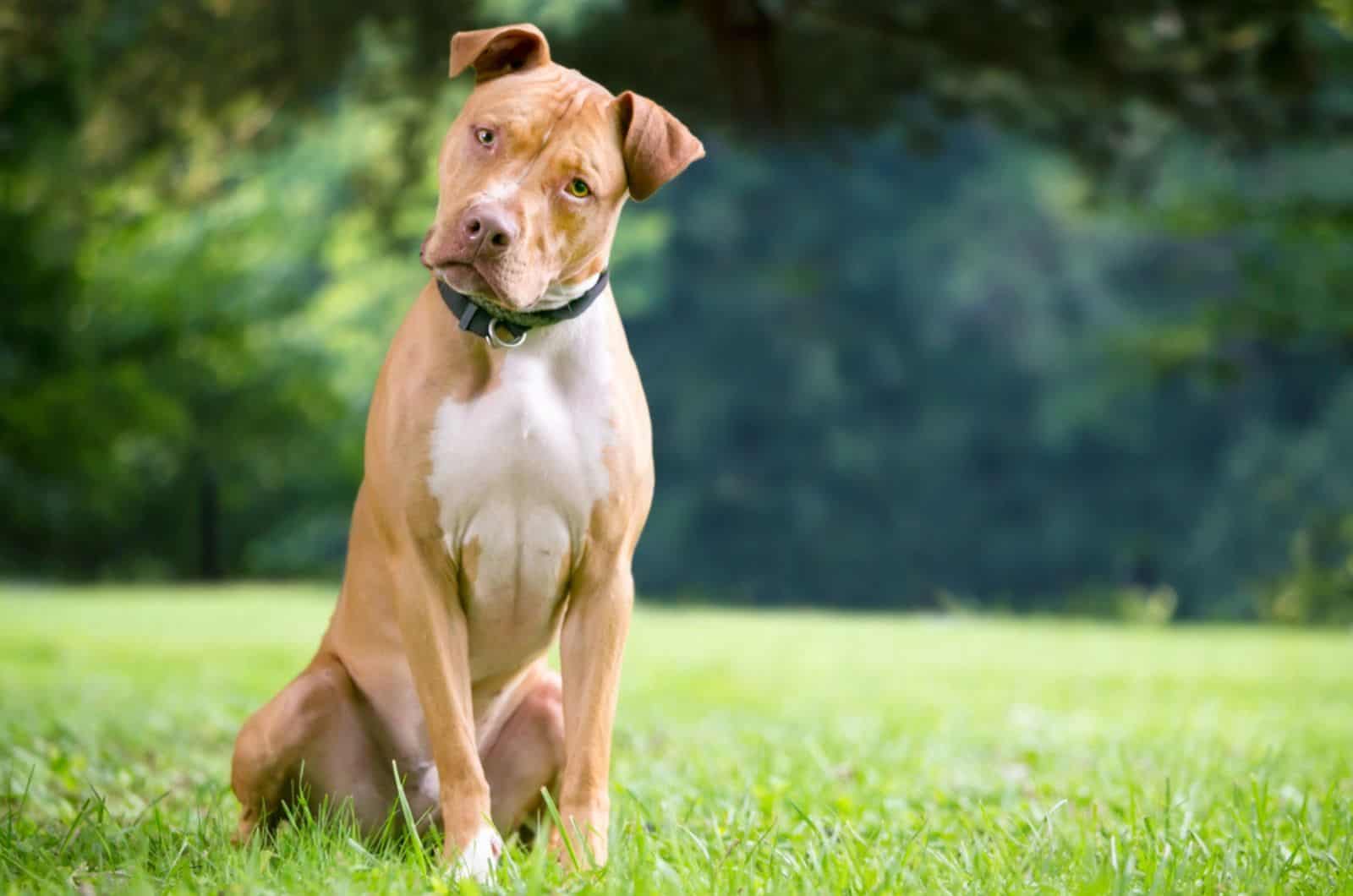 dog sitting on the lawn