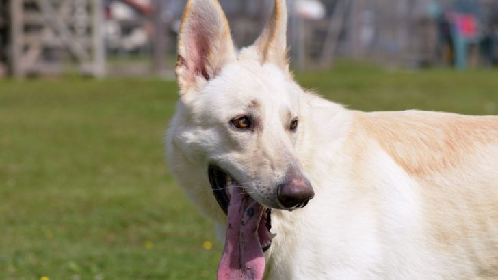 What’s All The Fuss About Blonde German Shepherds?