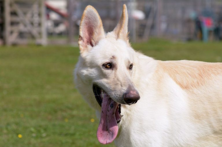 blonde german shepherd in the park