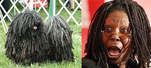 Whoopi Goldberg Puli Look-Alike