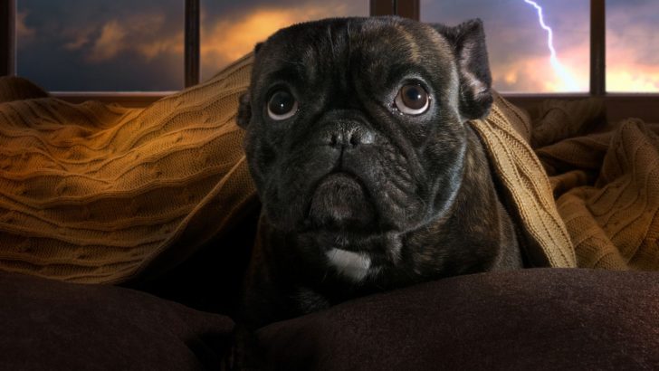 3 Shocking Reasons Why Dogs Are Scared Of Thunder