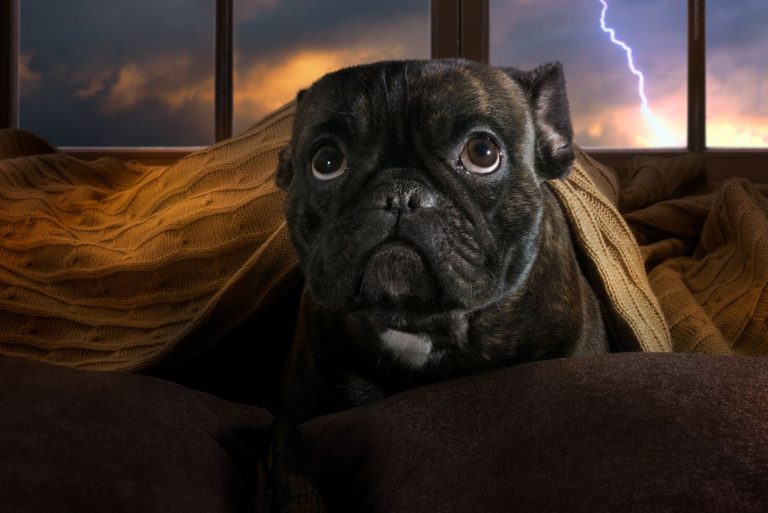 pug scared of thunder