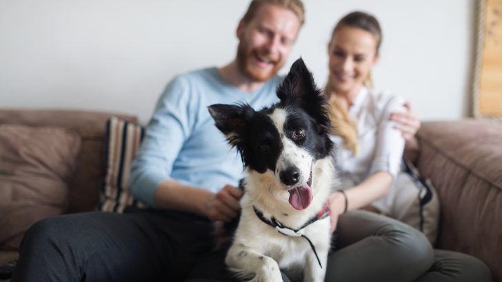 Why Are Dogs So Loyal To Us Humans And Can We Affect This?