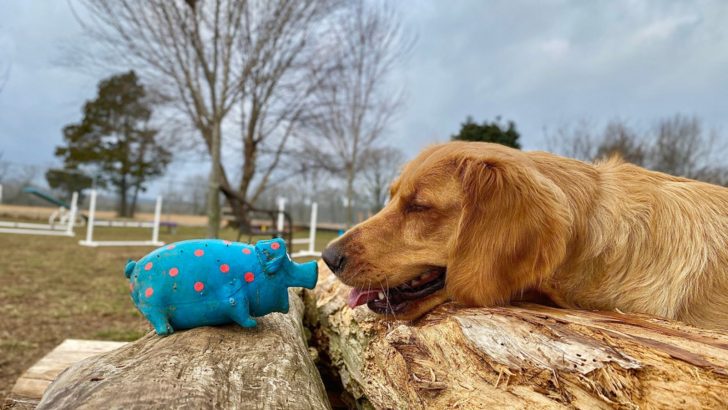 Why Do Dogs Like Squeaky Toys: 6 Surprising Reasons Why