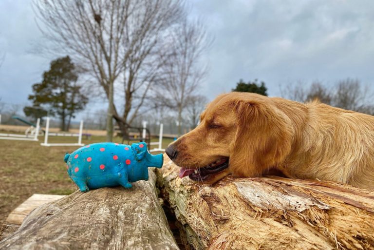 golden retriever with the squeaky toy outdoor