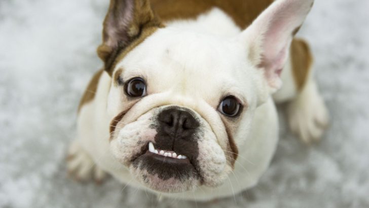 3 Potential Reasons Why Your Dog’s Teeth Chatter