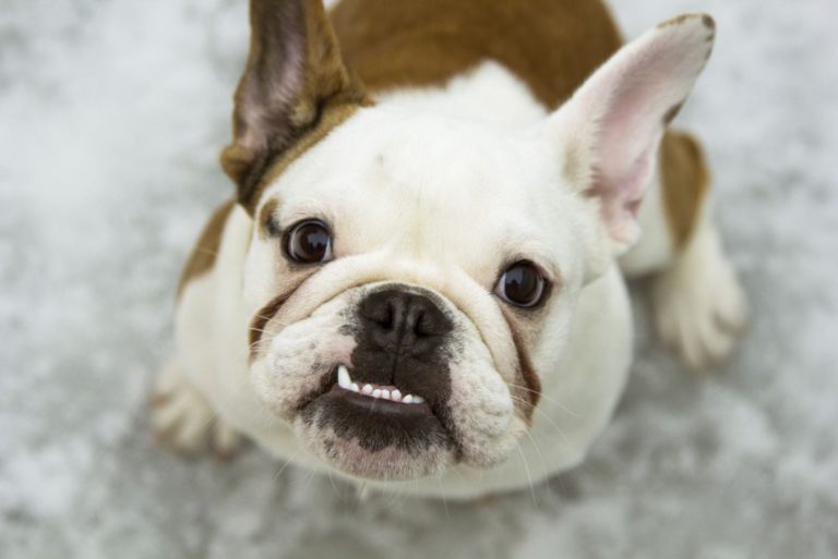 bulldog looking up