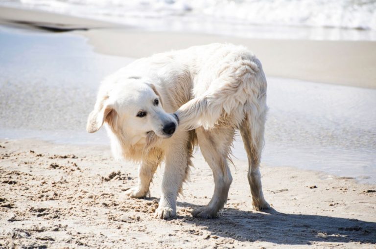 dog chases his tail on the beach