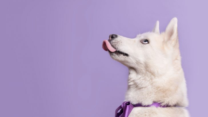 9 Definitive Reasons Behind Why Your Dog Licks The Air