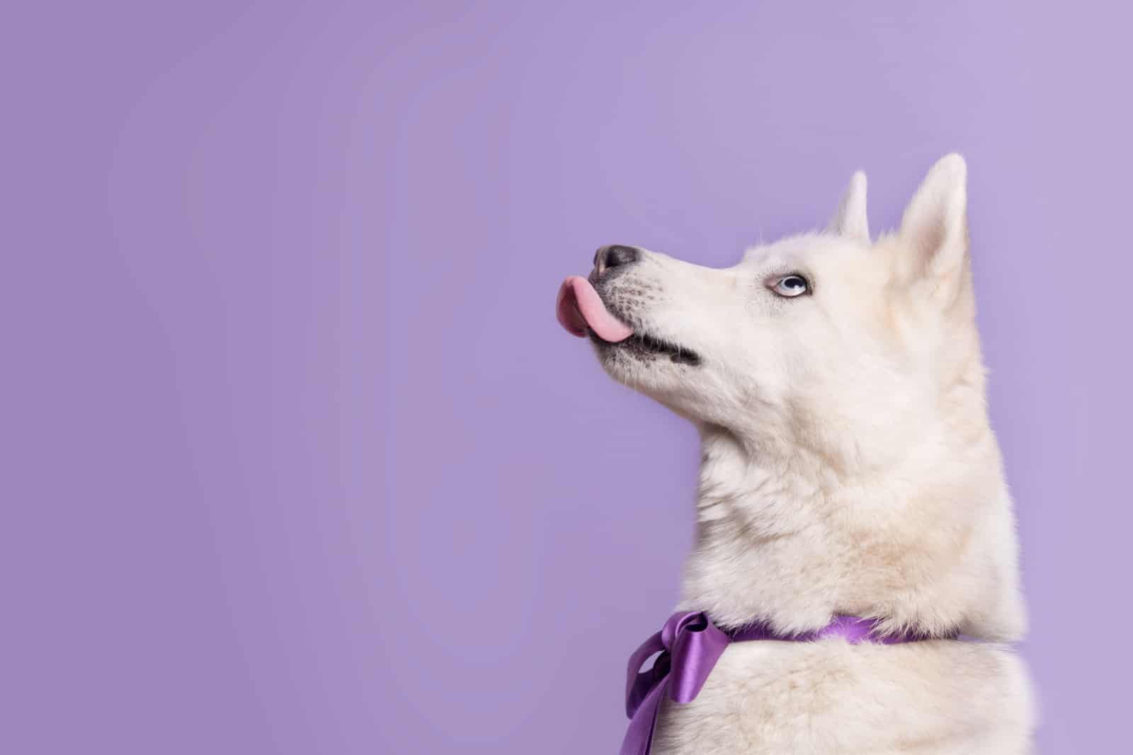 9 Reasons Why Your Dog Is Acting So Strange And Licking The Air