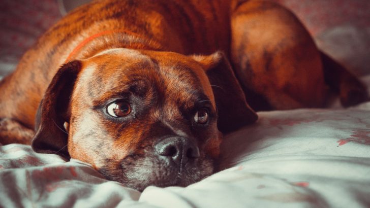 5 Likely Reasons That Explain Why Your Dog Looks Sad