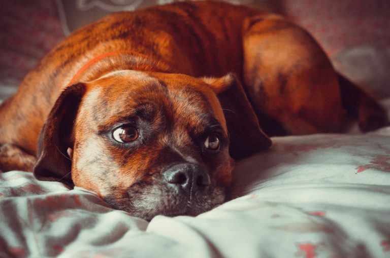sad dog lying on the bed