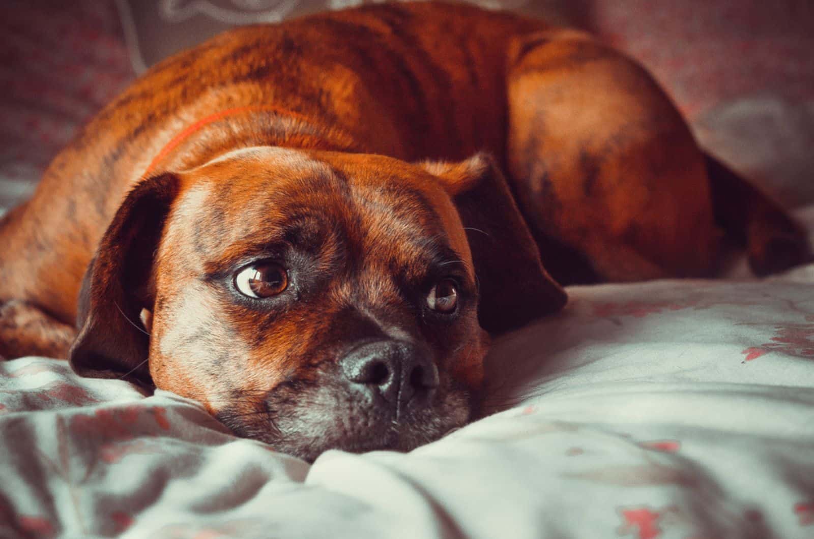 These Are The Reasons Why Your Dog Looks So Sad