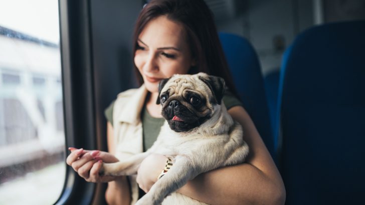 7 Reasons Why Your Dog Puts His Paw On You