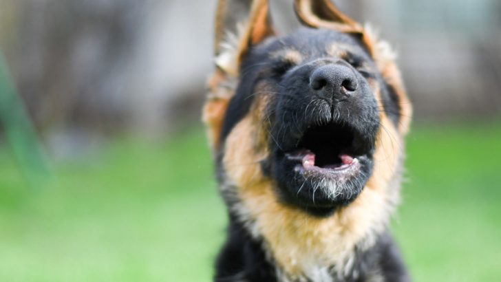 7 Reasons Why Your German Shepherd Makes Weird Noises