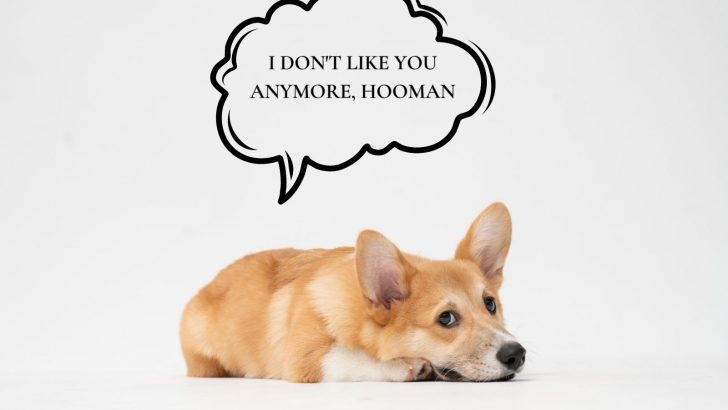 Why My Dog Doesn’t Like Me And How To Turn Things Around