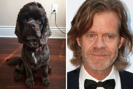 William H. Macy looks like a dog