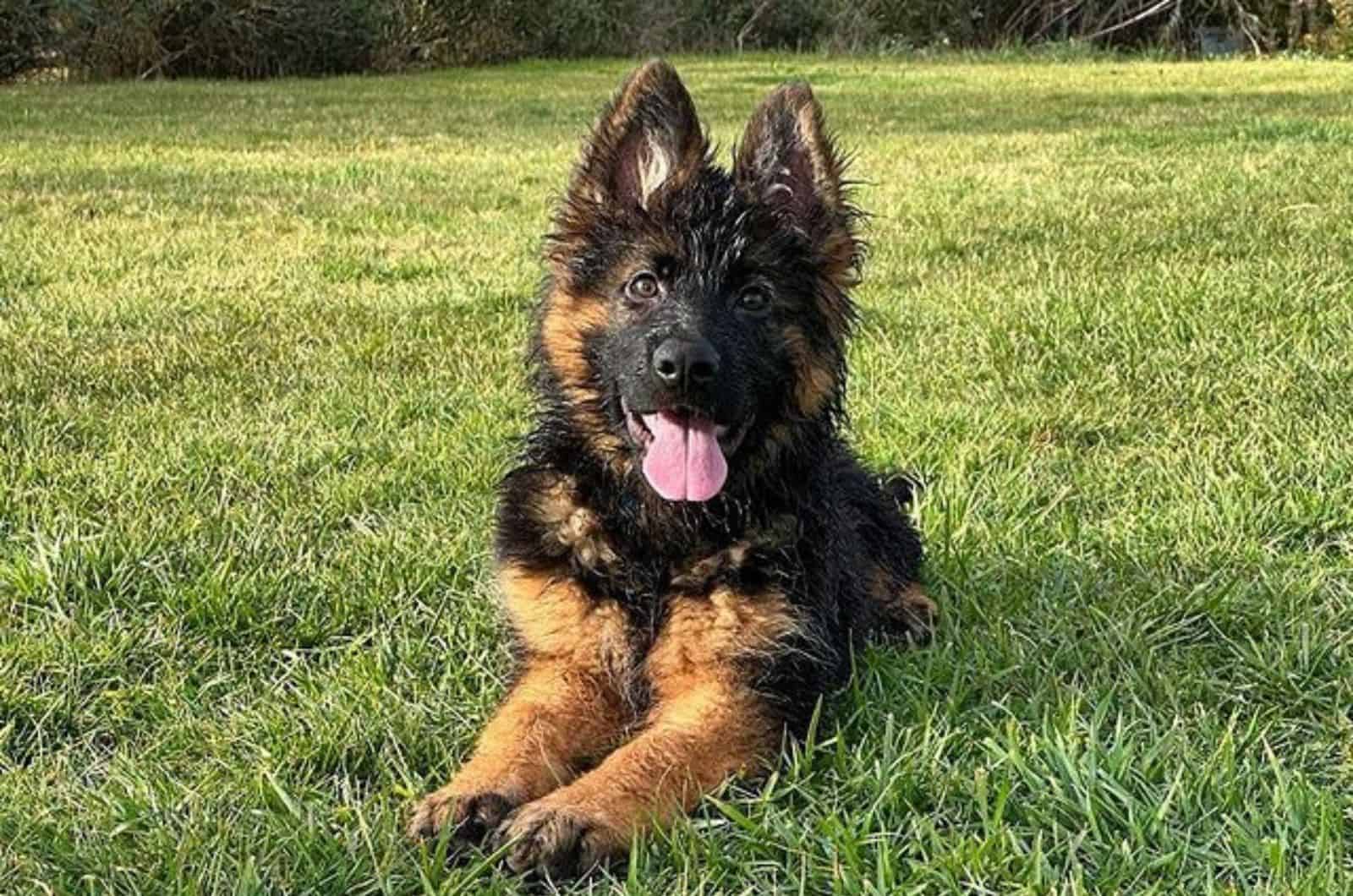 cute german shepherd puppy