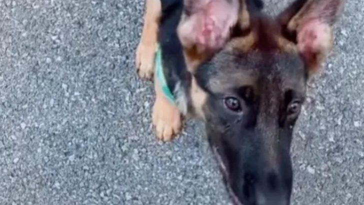 Young GSD’s Mind Is So Sharp That He’s Already Untrickable