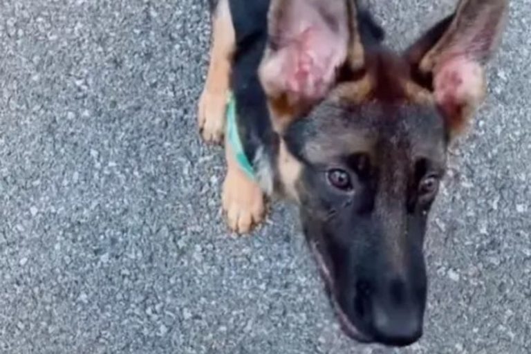 young gsd puppy with sharp mind