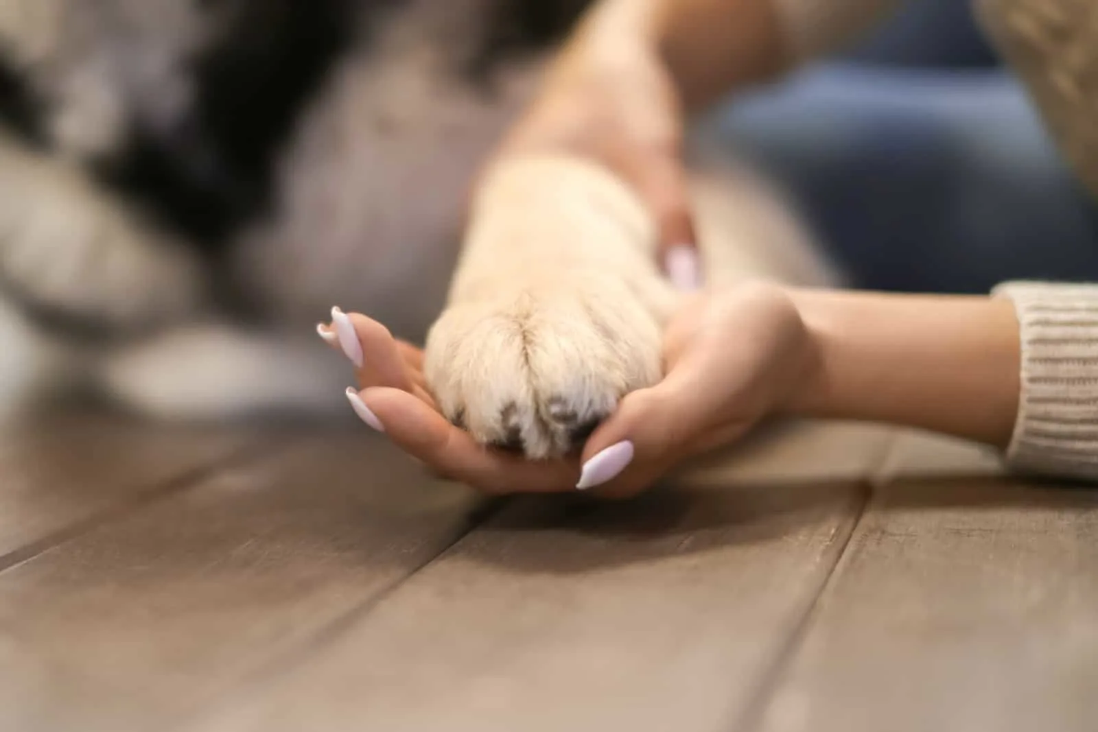 Young woman holding dog's paw indoors