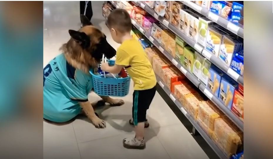 a German shepherd looks after the child while they are in the store