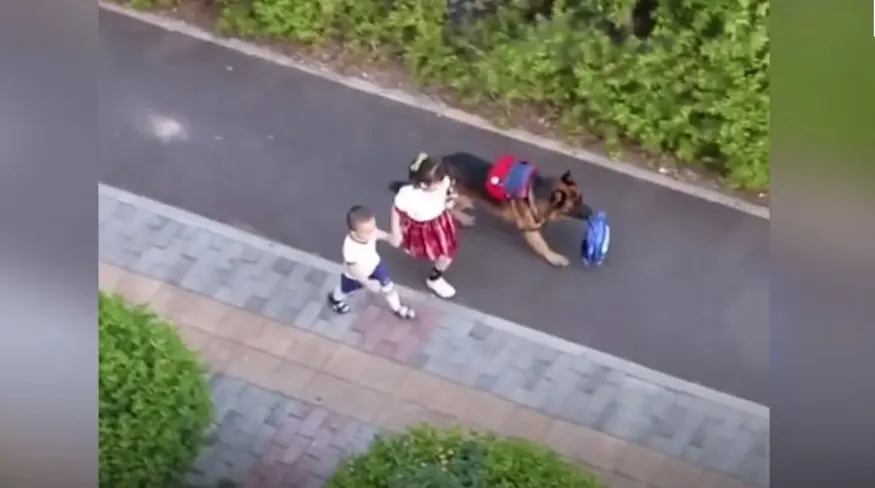 a German shepherd looks after the children while they are walking down the street
