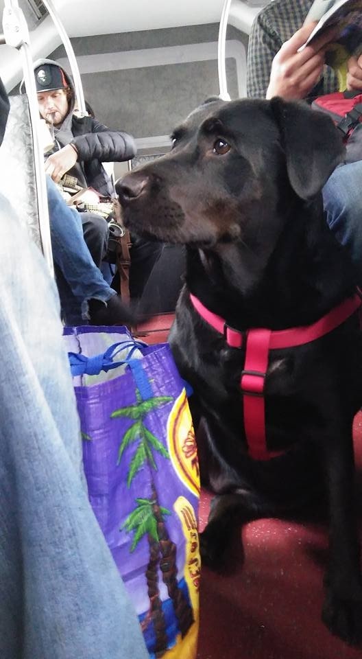 a black dog sits on the seat