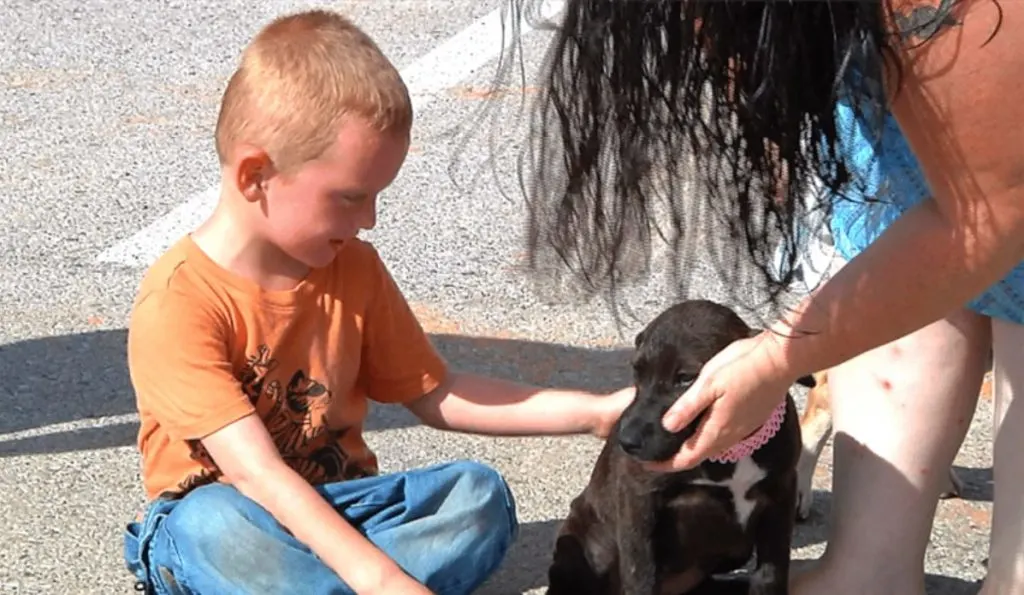 a boy petting a cute pit bull puppy