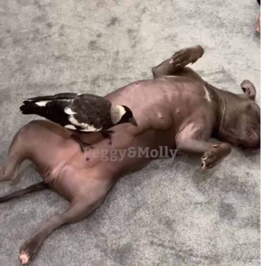 a crow on a pit bull's stomach