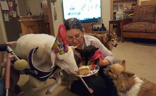 a dog and a lamb celebrate their birthday together