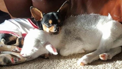 Dog Mourns The Loss Of His Lamb Friend In An Adorable Way
