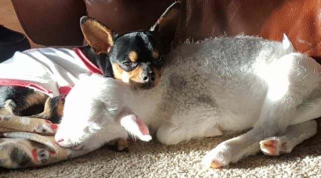 A Lamb And A Chihuahua Are Two Really Special Friends