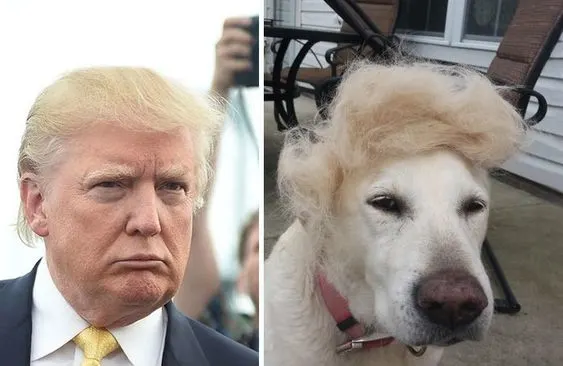 a dog that looks like Dogland Trump