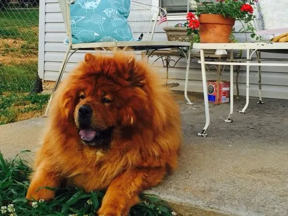 a dog that looks like a lion is lying on the pavement